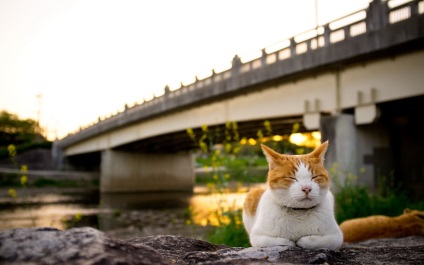 10 Fapte despre ceea ce în Japonia sunt respectate de pisici