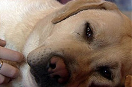 10 Povestiri precum câinii au salvat viața