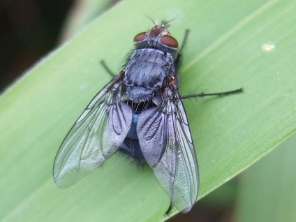 10 Exemple de utilizare a insectelor în război, o revistă populară a mecanicii