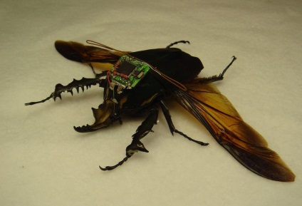 10 Exemple de utilizare a insectelor în război, o revistă populară a mecanicii