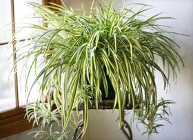 11 Plăci de plante care ar trebui să fie în fiecare casă