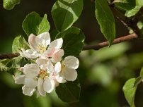 4 csökkentő tényezők terep gyümölcsfák, termelő (Manor)