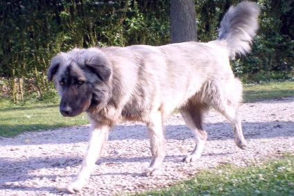 Aidi (atlas shepherd) - o enciclopedie a raselor canine