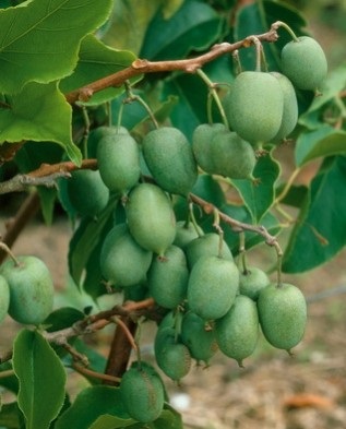 Actinidia plantare, creștere și îngrijire