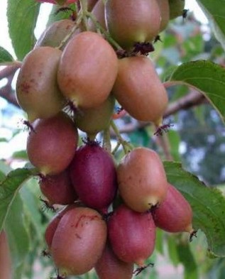 Actinidia plantare, creștere și îngrijire