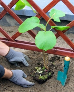 Actinidia plantare, creștere și îngrijire