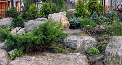 Alpine deal și opțiuni de grădină de rock