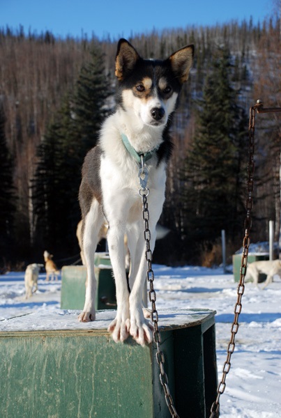 Alaskan Husky, despre rasa, fotografie austriece husky