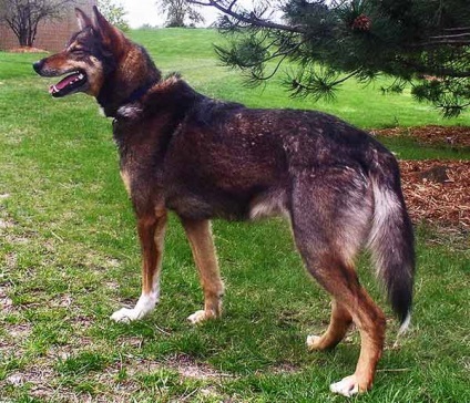 Alaskan Husky, despre rasa, fotografie austriece husky