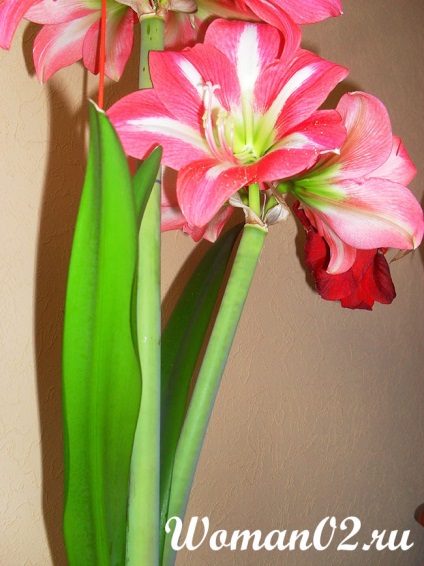 Amaryllis acasă