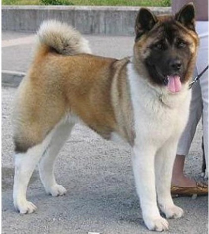 Acita americană (Akita matagi sau câine mare japonez) fotografie câine, cumpăra, video, preț