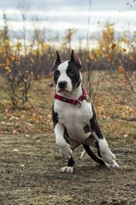 Amerikai Staffordshire Terrier - Kutya - Életmód