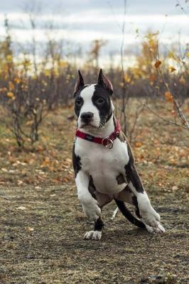 American Staffordshire Terrier - Câine - Stil de viață