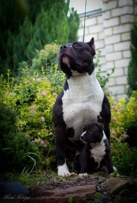 American Staffordshire Terrier - Câine - Stil de viață