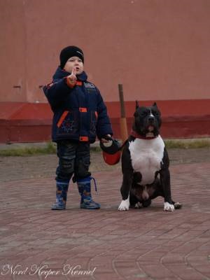 Amerikai Staffordshire Terrier - Kutya - Életmód