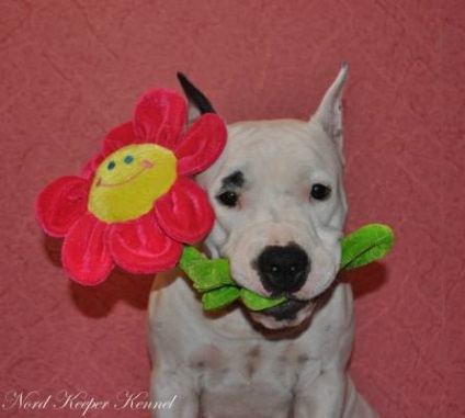 American Staffordshire Terrier - Câine - Stil de viață