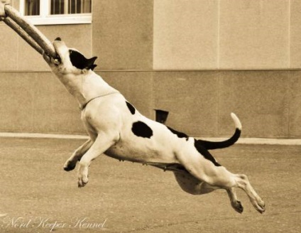 American Staffordshire Terrier - Câine - Stil de viață