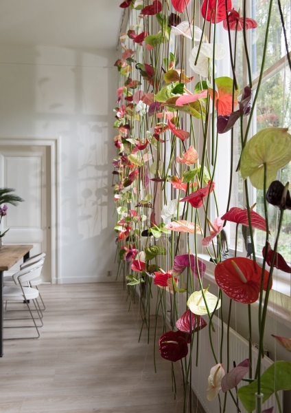 Anthurium piros otthon, hogyan nőnek, újratelepítés és a víz a lakásban, fajok és fajták