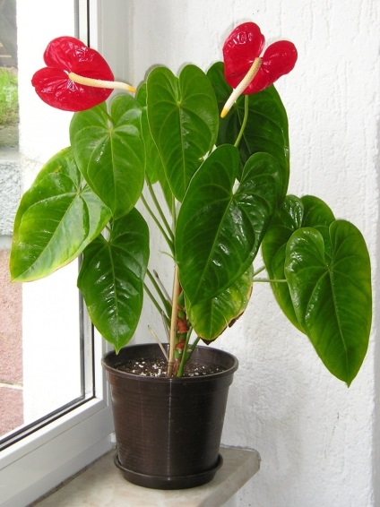 Anthurium este acasă roșu, cum să crească, să transplantă și să acopere apă acasă, specii și soiuri,