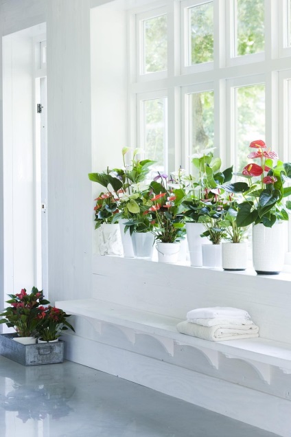 Anthurium piros otthon, hogyan nőnek, újratelepítés és a víz a lakásban, fajok és fajták