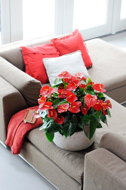 Anthurium este acasă roșu, cum să crească, să transplantă și să acopere apă acasă, specii și soiuri,