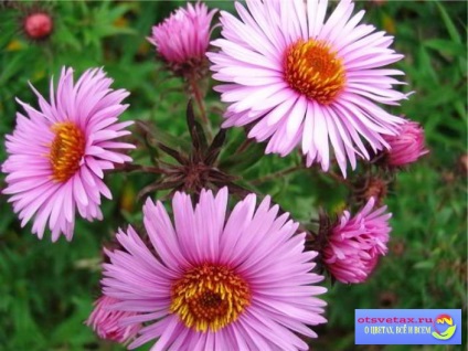 Asters plantare și îngrijire în teren deschis