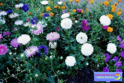 Asters plantare și îngrijire în teren deschis