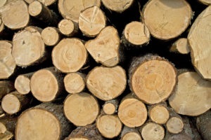 Sauna pe pădure are băi și alegerea lemnului de foc, cum se construiește o baie