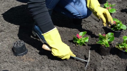 Begonia ellátást a kertben, és az otthoni