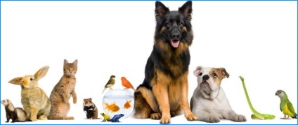Referințe telefonice gratuite pentru produse și servicii Kalitva - servicii veterinare - aibolit-