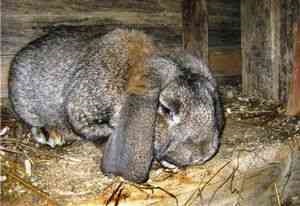 Boli ale iepurilor, balonare, boli ale iepurilor domestice, piele de chinchillas