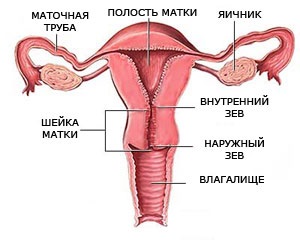 Boli ale colului uterin