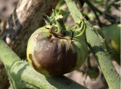 Boli ale tomatelor în seră Simptome, cauze, prevenire