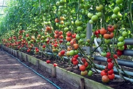 Paradicsom betegségei az üvegházban Tünetek, okok, megelőzés