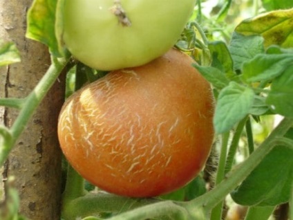 Boli ale tomatelor în seră Simptome, cauze, prevenire