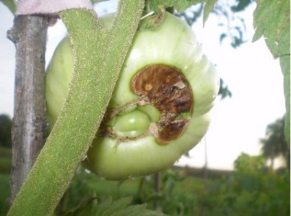 Boli ale tomatelor în seră Simptome, cauze, prevenire