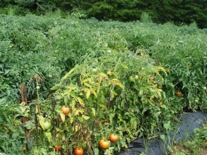 Boli ale tomatelor în seră Simptome, cauze, prevenire