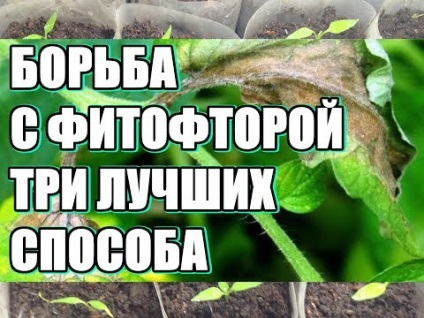 Lupta împotriva phytophthora de tomate pe remedii populare