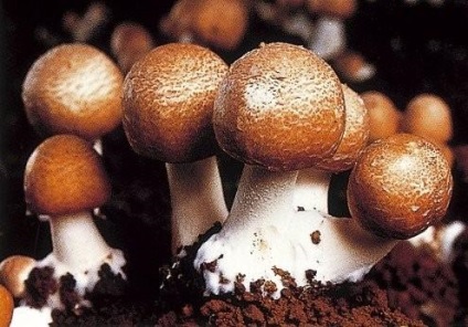 Agaric brazilian - beneficii și rău