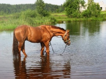 Budennovskaya rasa de cai fotografie, descriere, istorie de origine - site despre cai