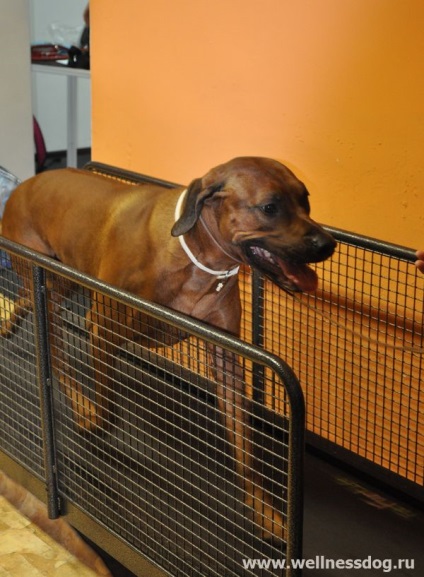 Rehabilitációs és javítása állati vellnessdog - Futópad