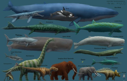 Ce hrănește balene mici de balene (5 litere)