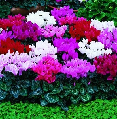 Cyclamen cultivarea și îngrijirea, reproducerea, trăsăturile europene