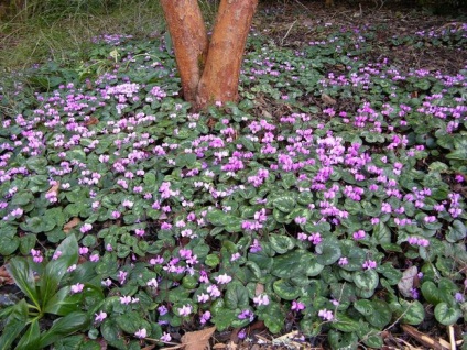 Cyclamen cultivarea și îngrijirea, reproducerea, trăsăturile europene