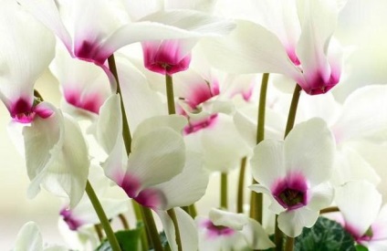 Cyclamen cultivarea și îngrijirea, reproducerea, trăsăturile europene