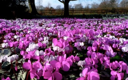 Cyclamen cultivarea și îngrijirea, reproducerea, trăsăturile europene