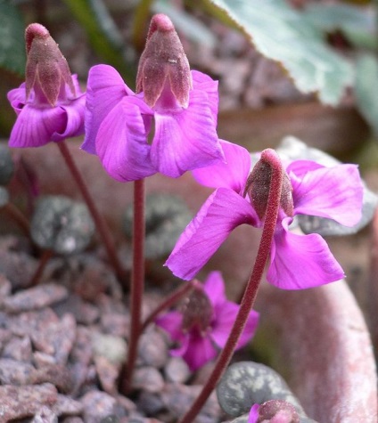 Cyclamen cultivarea și îngrijirea, reproducerea, trăsăturile europene