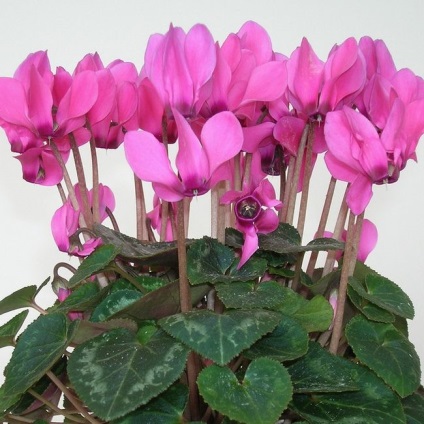 Cyclamen cultivarea și îngrijirea, reproducerea, trăsăturile europene