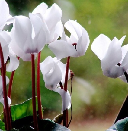 Cyclamen cultivarea și îngrijirea, reproducerea, trăsăturile europene