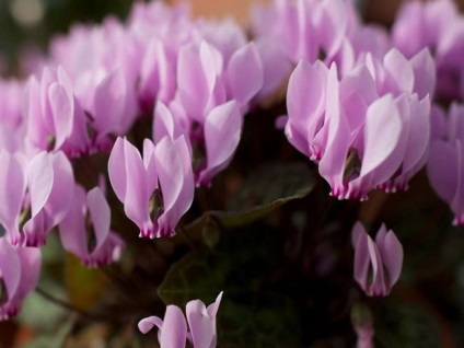 Cyclamen cultivarea și îngrijirea, reproducerea, trăsăturile europene